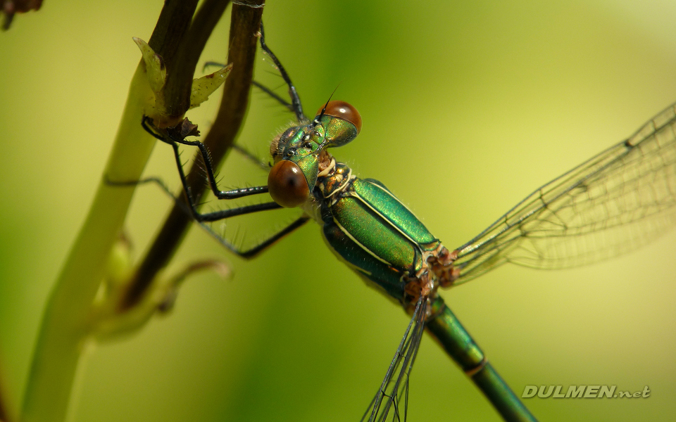 Western Willow Spreadwing (Female, Lestes viridis)